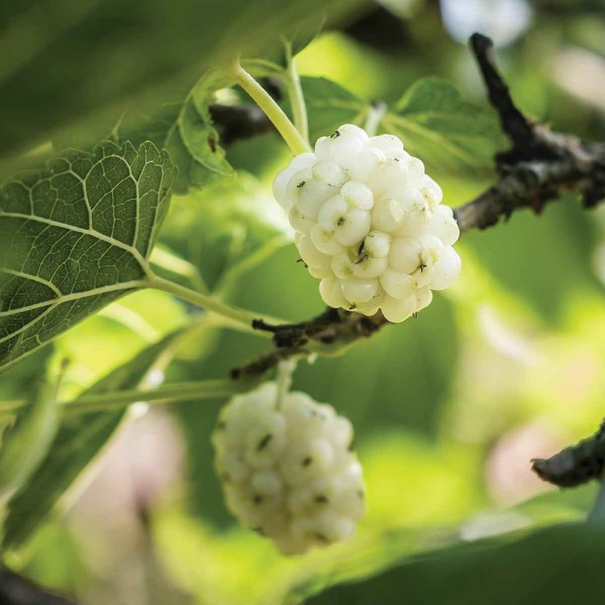White Mulberries 8 oz C934660